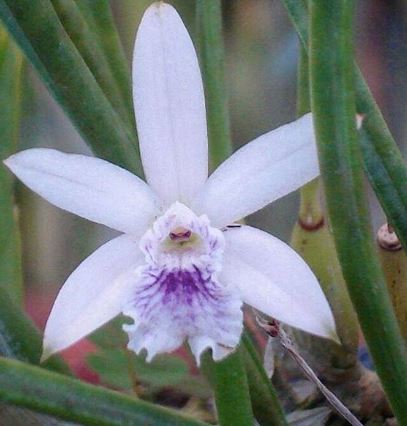 Laelia lundii var. coerulea Laelia La Foresta Orchids 