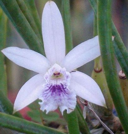 Laelia lundii var. coerulea Laelia La Foresta Orchids
