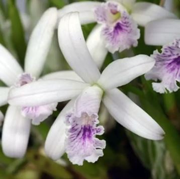 Laelia lundii var. coerulea Laelia La Foresta Orchids 