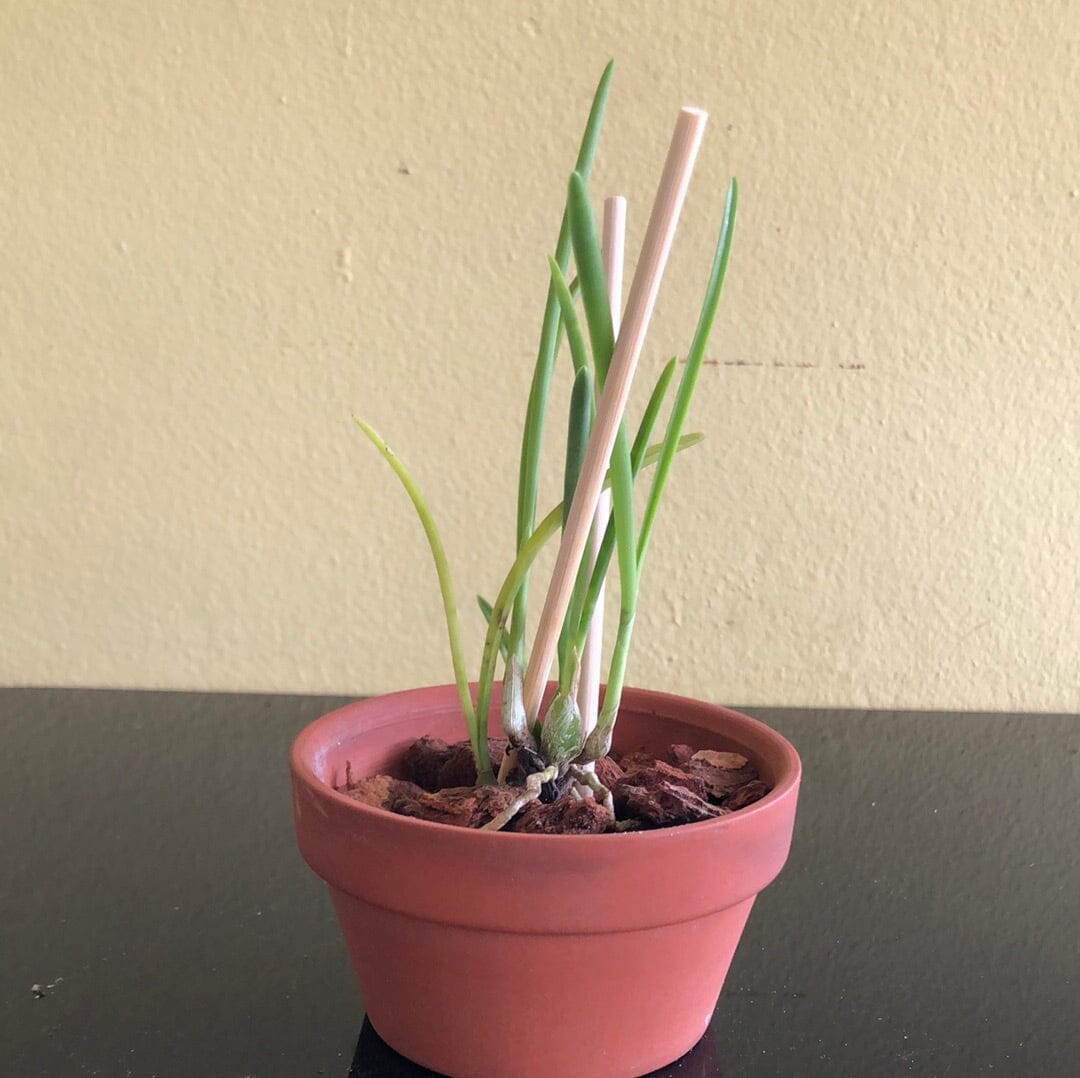 Laelia lundii var. coerulea Laelia La Foresta Orchids