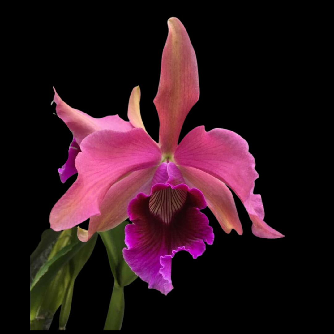 Laelia Pacavia x Cattleya warscewiczii var. semi alba 'Kathleen' Cattleya La Foresta Orchids 