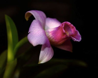 Laelia praestans Cattleya La Foresta Orchids 