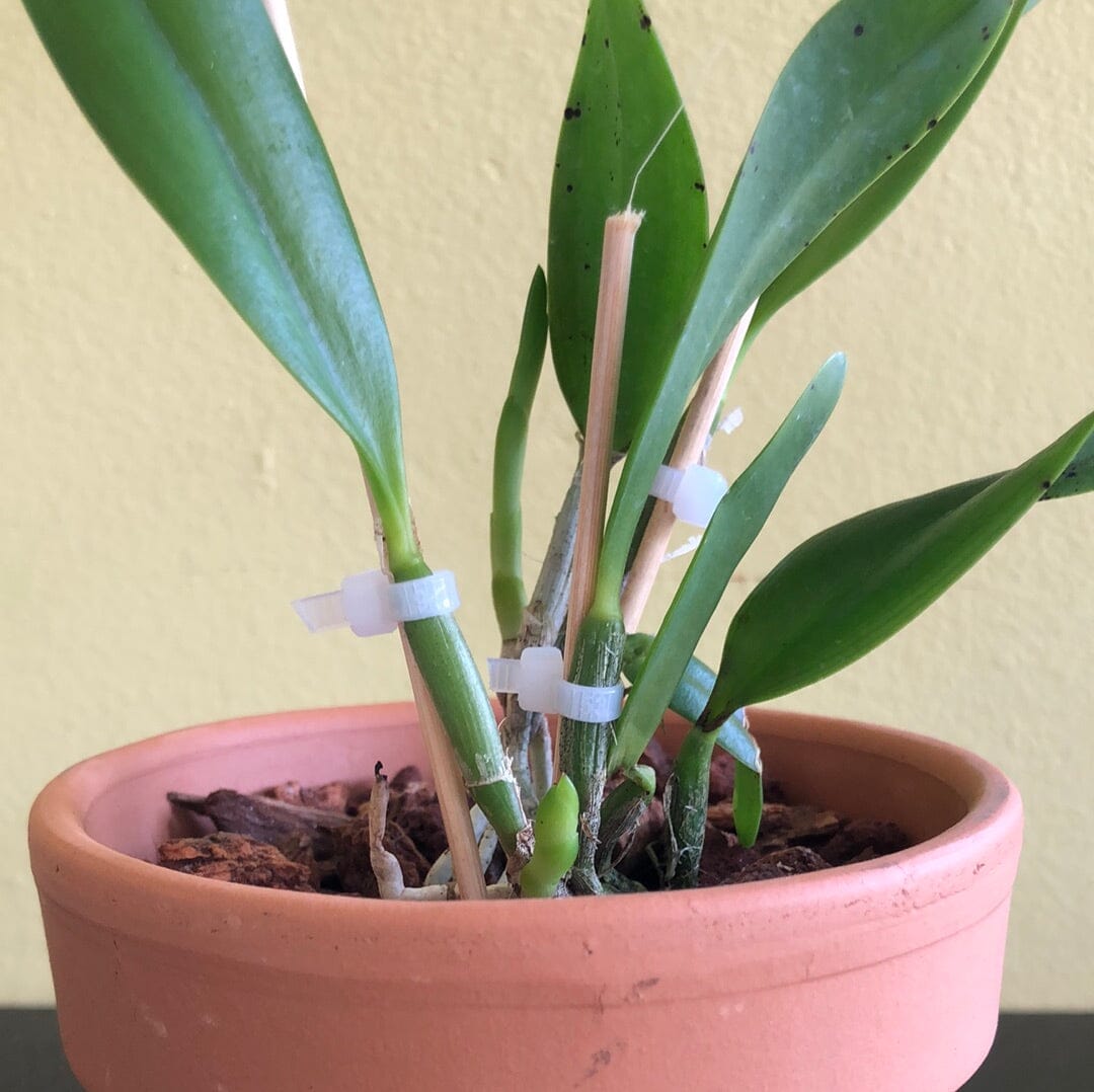 Laelia praestans Cattleya La Foresta Orchids