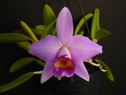 Laelia praestans Cattleya La Foresta Orchids 