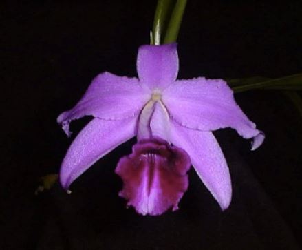Laelia pumila Cattleya La Foresta Orchids 