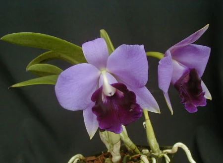 Laelia pumila Cattleya La Foresta Orchids 