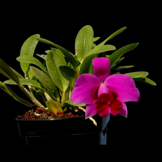 Laelia pumila ‘Humongous’ x ‘Superdark’ Laelia La Foresta Orchids