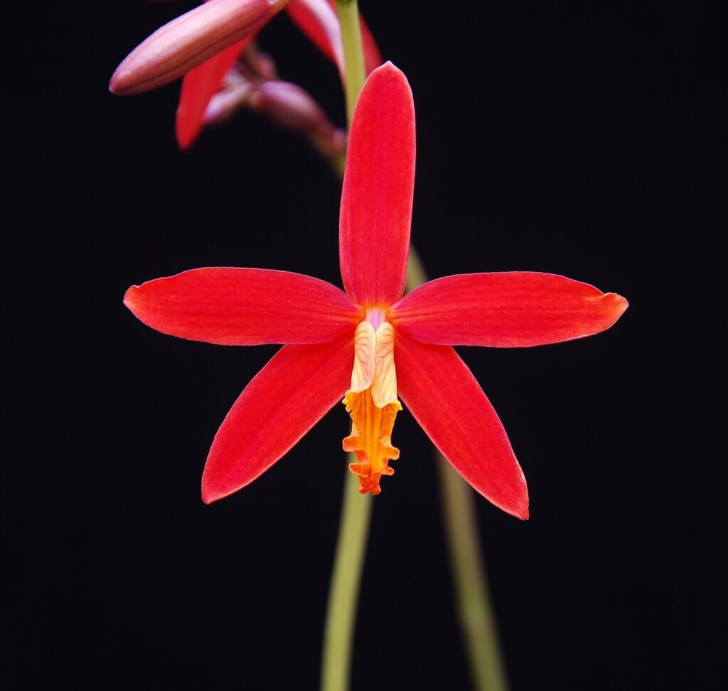 Laelia purpurata var. sanguinea 'Flamea' x Laelia milleri 'Dr. Polk' Cattleya La Foresta Orchids 
