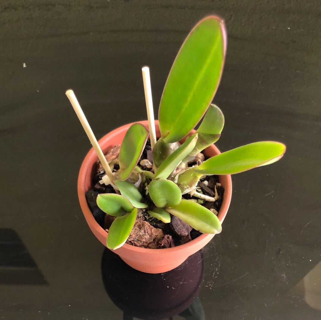 Laelia purpurata var. sanguinea 'Flamea' x Laelia milleri 'Dr. Polk' Cattleya La Foresta Orchids