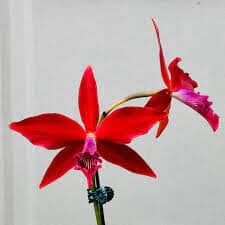 Laelia purpurata var. sanguinea 'Flamea' x Laelia milleri 'Dr. Polk' Cattleya La Foresta Orchids 