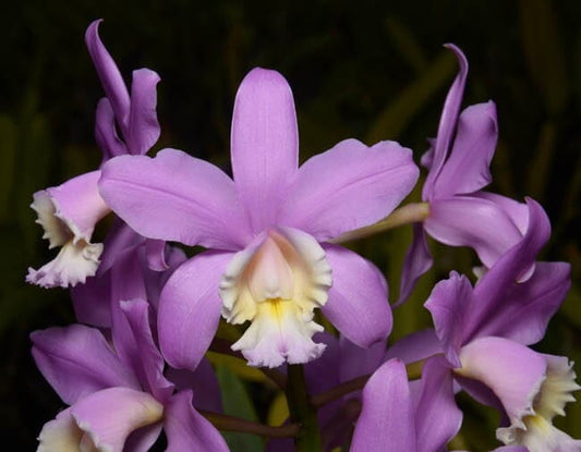 Lc. Tiny Treasure 'Star Amethyst' HCC/AOS x C. harrisoniana 'Volcano Queen' Mutation Cattleya La Foresta Orchids