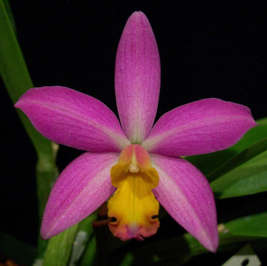Lc. Tiny Treasure 'Star Amethyst' HCC/AOS x C. harrisoniana 'Volcano Queen' Mutation Cattleya La Foresta Orchids 