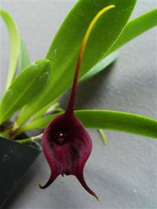Masdevallia ayabacana Masdevallia La Foresta Orchids