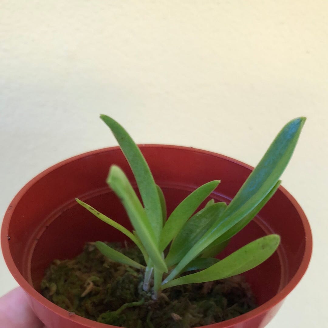 Masdevallia ayabacana Masdevallia La Foresta Orchids