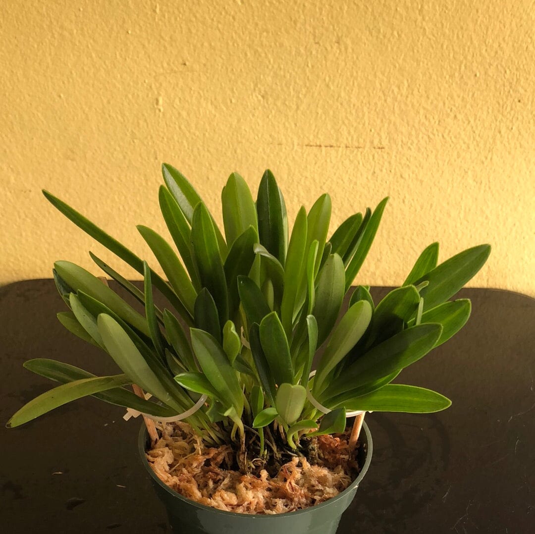 Masdevallia herradurae x Masdevallia scabrilinguis Masdevallia La Foresta Orchids