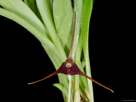 Masdevallia herradurae x Masdevallia scabrilinguis Masdevallia La Foresta Orchids