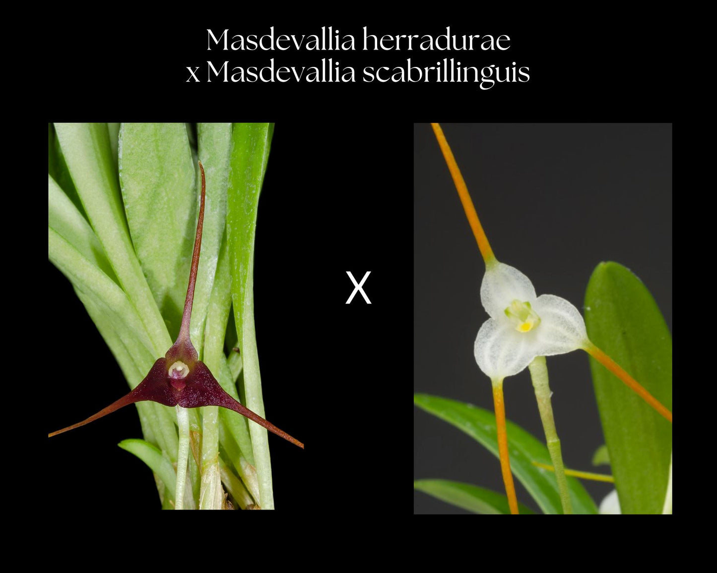 Masdevallia herradurae x Masdevallia scabrilinguis Masdevallia La Foresta Orchids 