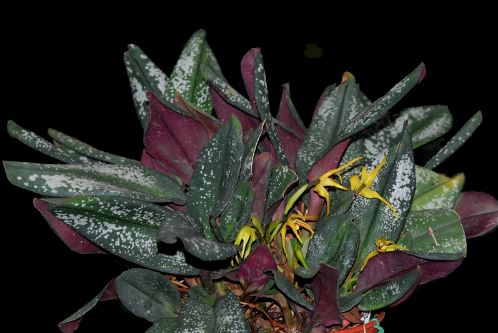 Maxillaria pseudoreichenheimiana 'Karen' - Variegated Orchids Maxillaria La Foresta Orchids