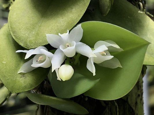 Meiracyllium trinasutum var. album Cattleya La Foresta Orchids