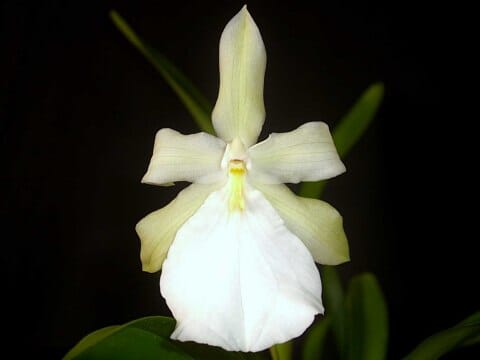 Miltonia spectabilis moreliana var. alba Miltonia La Foresta Orchids