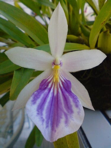 Miltonia spectabilis moreliana var. semi alba Miltonia La Foresta Orchids