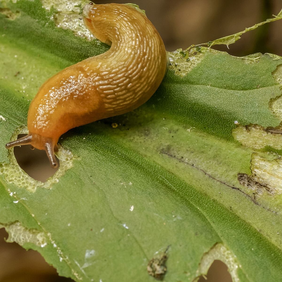 Molluscicide - Slug and Snail Bait Snail & Slug Bait La Foresta Orchids