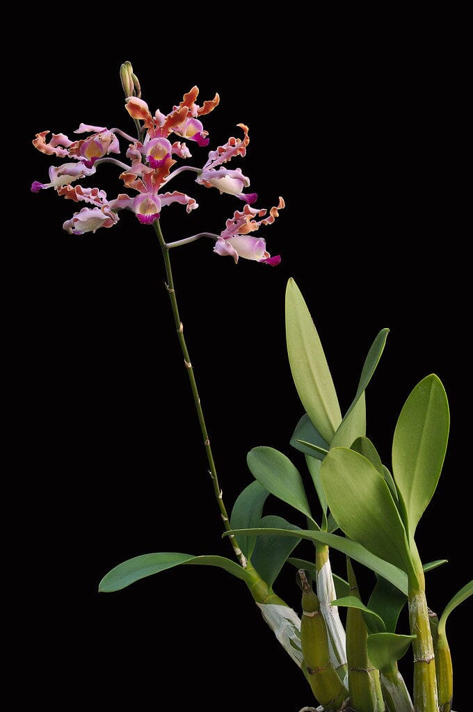 Myrmecophila thomsoniana Schomburgkia La Foresta Orchids 