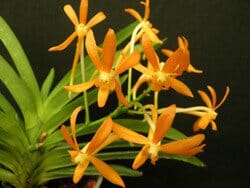 Neofinetia falcata shuttennou 'Pink' x Ascocentrum miniatum Vanda La Foresta Orchids 