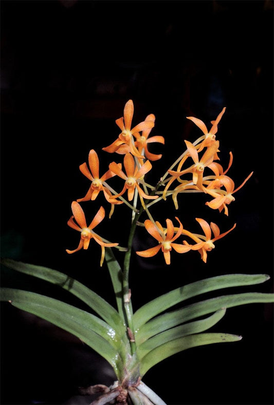 Neofinetia falcata shuttennou 'Pink' x Ascocentrum miniatum Vanda La Foresta Orchids