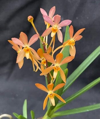 Neofinetia falcata shuttennou 'Pink' x Ascocentrum miniatum Vanda La Foresta Orchids 