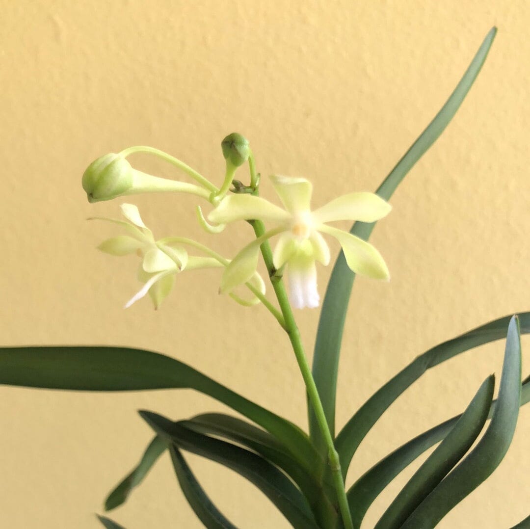 Neofinetia falcata var. amami x Christensonia vietnamica - In BLOOM! Vanda La Foresta Orchids