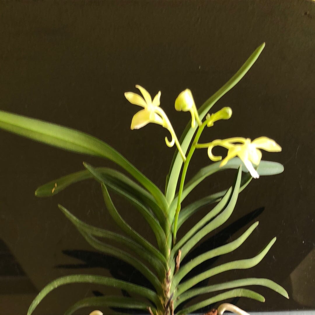 Neofinetia falcata var. amami x Christensonia vietnamica - In BLOOM! Vanda La Foresta Orchids 