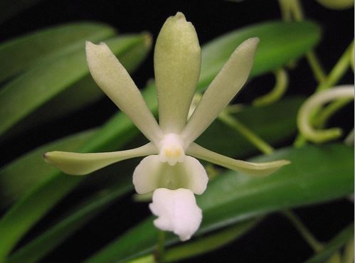 Neofinetia falcata var. amami x Christensonia vietnamica Vanda La Foresta Orchids 