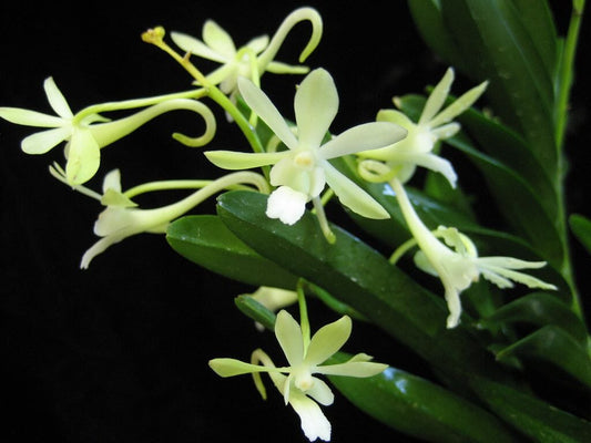 Neofinetia falcata var. amami x Christensonia vietnamica Vanda La Foresta Orchids