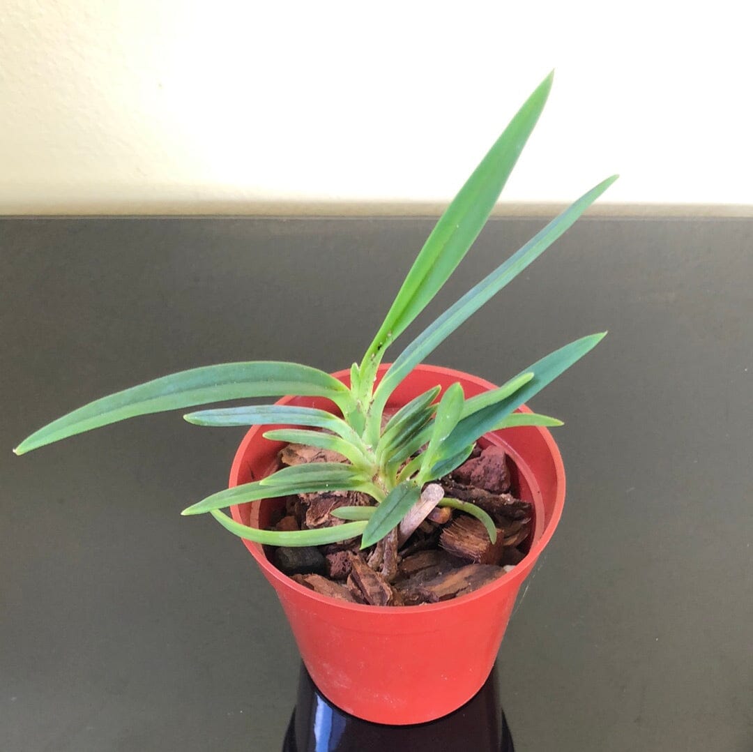 Neofinetia falcata var. shutebbou x 'koto' Vanda La Foresta Orchids