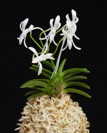 Neofinetia falcata var. shutebbou x 'koto' Vanda La Foresta Orchids