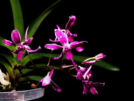 Neofinetia falcata x Rhynchostylis gigantea Vanda La Foresta Orchids