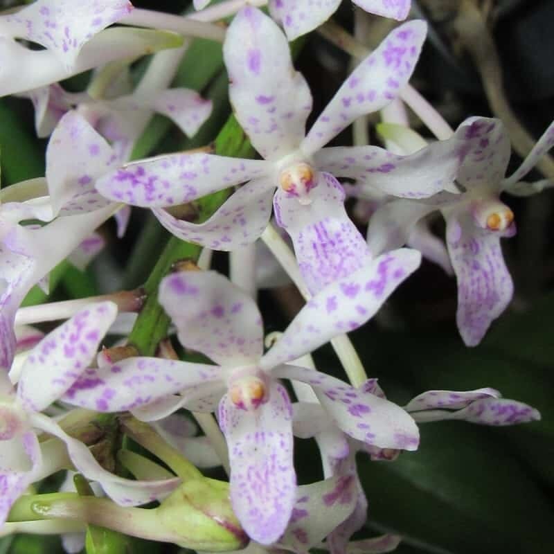 Neofinetia falcata x Rhynchostylis retusa Vanda La Foresta Orchids 