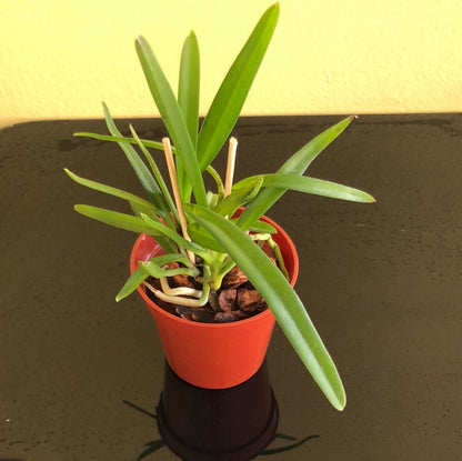 Neofinetia falcata x Rhynchostylis retusa Vanda La Foresta Orchids 