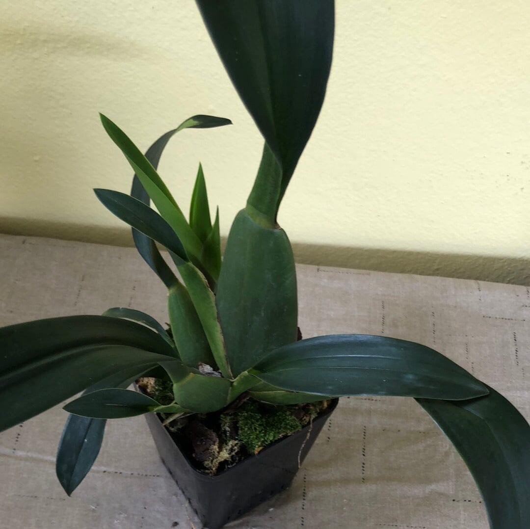 Oncidium Alliance - Banfieldara Gilded Tower 'Mystic Maze' Oncidium La Foresta Orchids