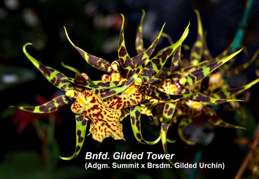 Oncidium Alliance - Banfieldara Gilded Tower 'Mystic Maze' Oncidium La Foresta Orchids