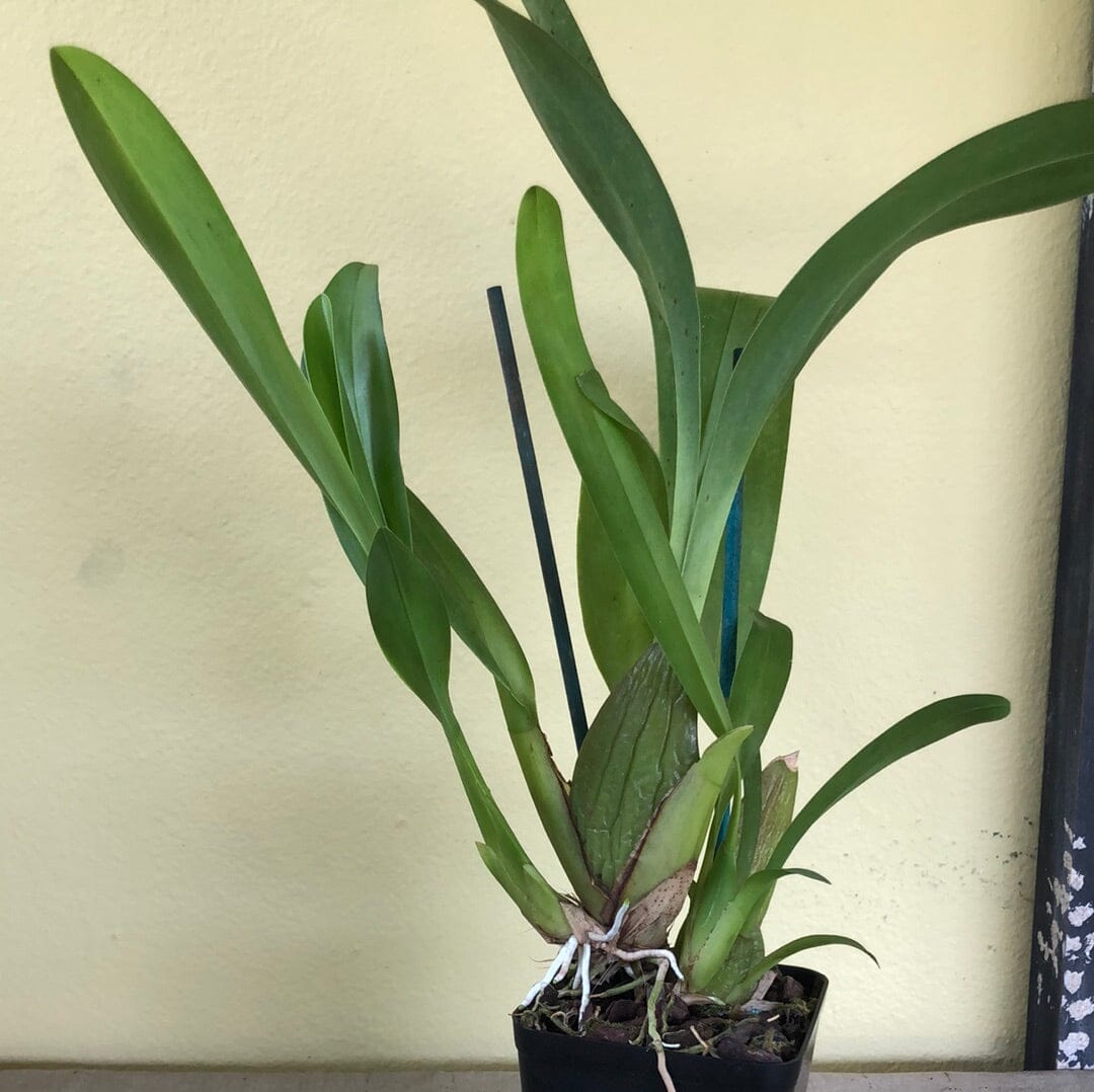 Oncidium Alliance - Beallara Marfitch 'Howard's Dream' Oncidium La Foresta Orchids