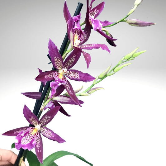 Oncidium Alliance - Beallara Marfitch 'Howard's Dream' Oncidium La Foresta Orchids