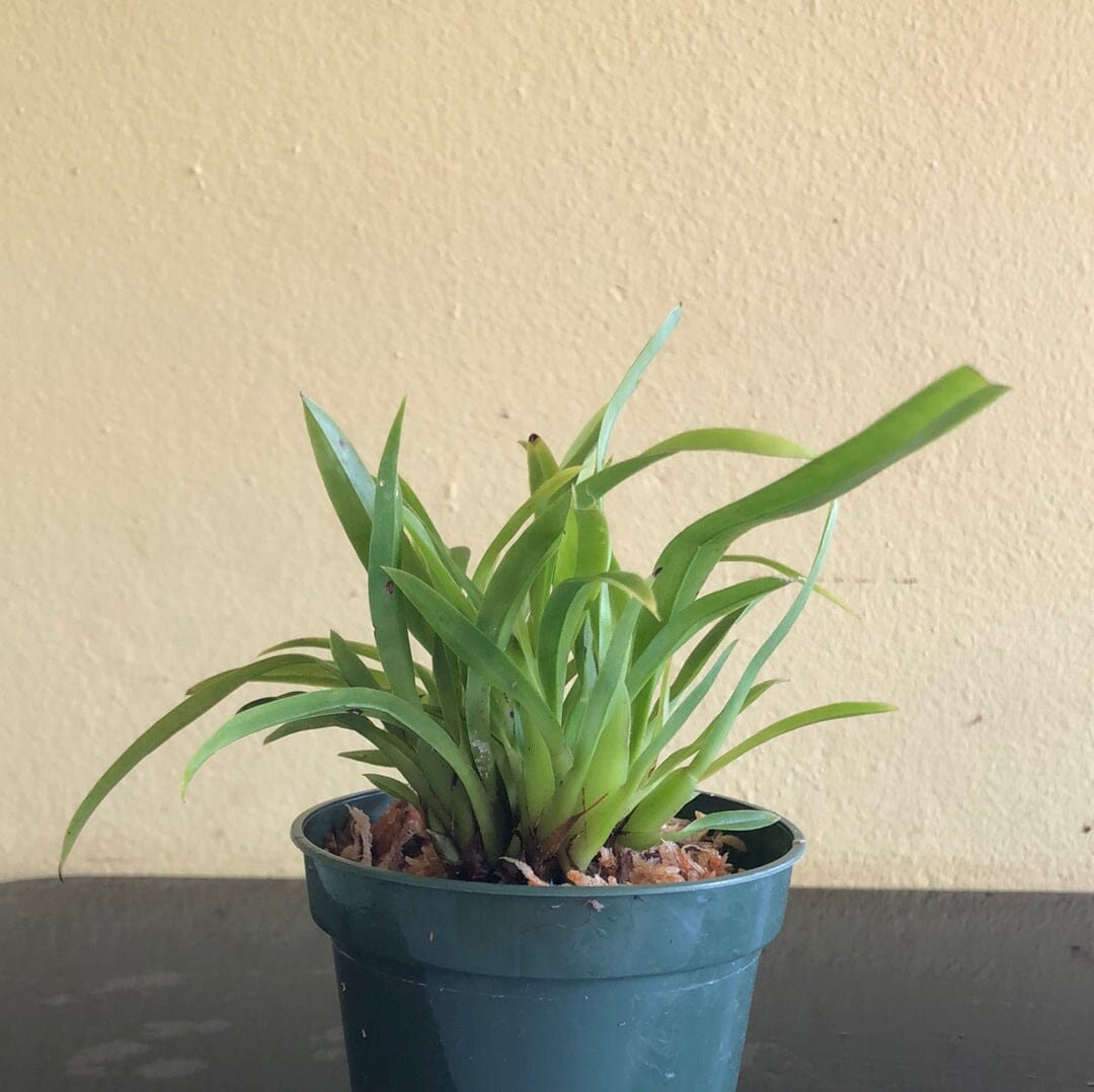 Oncidium Alliance - Cischweinfia sheehaniae Oncidium La Foresta Orchids