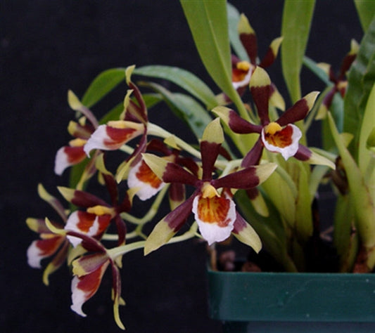 Oncidium Alliance - Cischweinfia sheehaniae Oncidium La Foresta Orchids