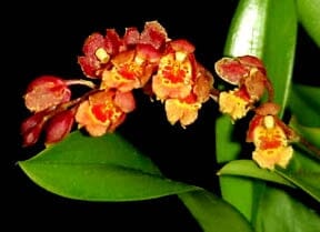 Oncidium Alliance - Howeara Lava Burst Pacific Sunrise Oncidium La Foresta Orchids