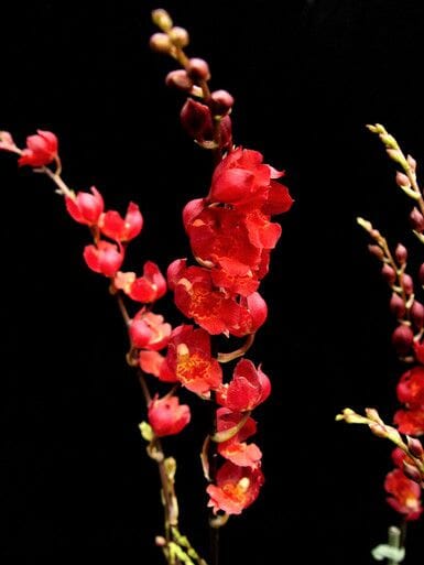 Oncidium Alliance - Howeara Lava Burst 'Puanani' AM/AOS Oncidium La Foresta Orchids