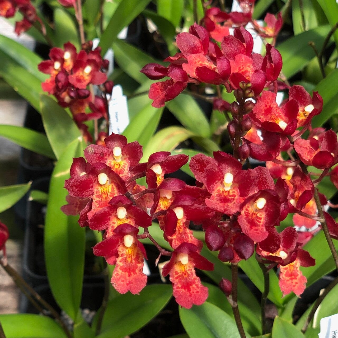Oncidium Alliance - Howeara Lava Burst 'Puanani' AM/AOS Oncidium La Foresta Orchids 
