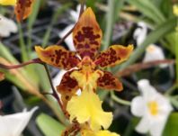 Oncidium Alliance: Odontocidium Golden Mirth 'Filini's Gold Dust' Oncidium La Foresta Orchids 