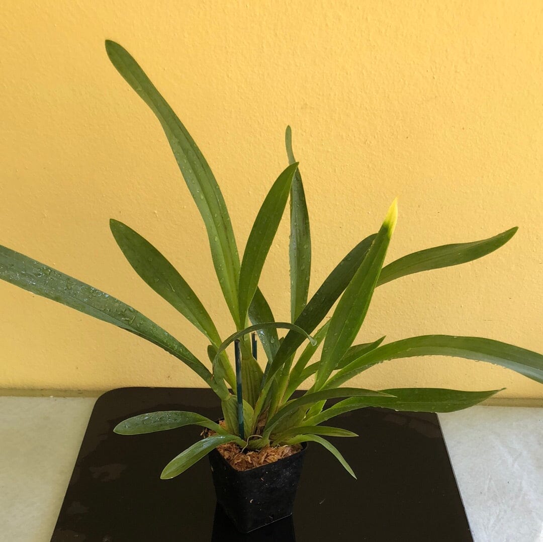 Oncidium Alliance: Odontocidium Golden Mirth 'Filini's Gold Dust' Oncidium La Foresta Orchids